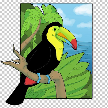 Beak Keel-billed Toucan Drawing Channel-billed Toucan PNG, Clipart ...