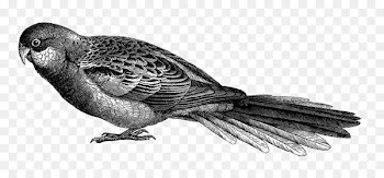 Beak Parrot Bird Finches Drawing - parrot 