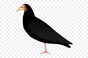 Beak Water bird Fauna Vulture - bird 
