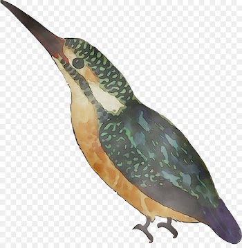 Beak Water bird Feather Fauna -  