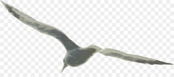 Beak Water bird Feather Fauna - alchemy map 