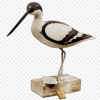 Beak Water bird Seabird Wader -  