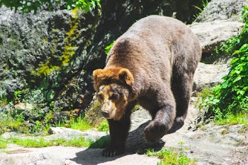 Bear