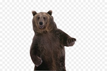 Bear, Brown Bear, Dance PNG