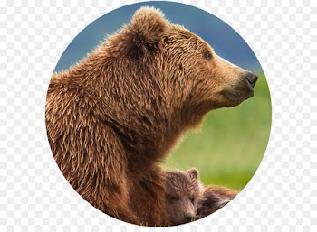 Bear, Film, Disneynature, Brown Bear, Mammal PNG