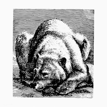 Bear in hibernation | Free stock vector - 572610