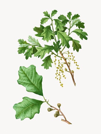 Bear oak branch | Free stock vector - 569549