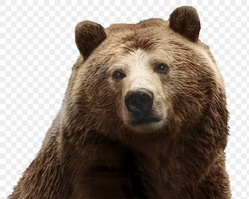 Bear png clipart, wildlife, transparent | Free PNG - rawpixel