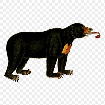 Bear png, wild animal sticker | Free PNG - rawpixel
