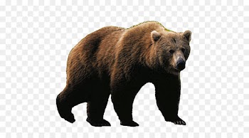 Bear, Polar Bear, Giant Panda, Mammal, Vertebrate PNG