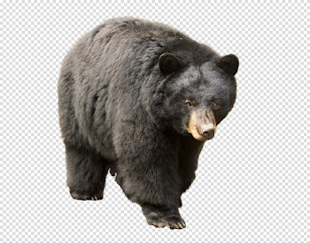 Bear Transparent Image