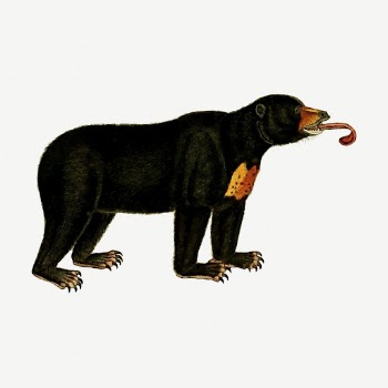 Bear wild animal collage element, | Free PSD - rawpixel