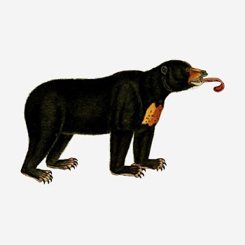 Bear wild animal hand drawn | Free Photo - rawpixel