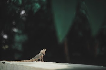 Bearded Dragon