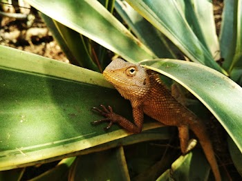 Bearded Dragon On Plant