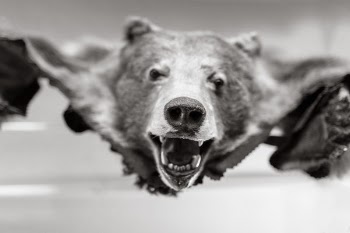 Bearskin Free Photo 