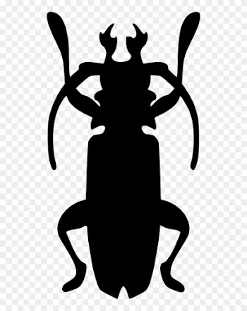 Beatle Nature Cockroach Roach Comments - Beatle Nature Cockroach Roach Comments