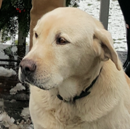 Beau | Top Dog Foundation