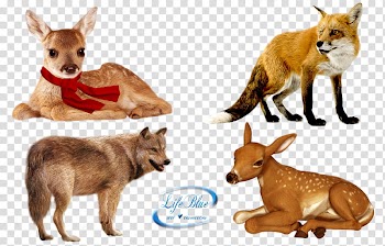 Beauteous, four assorted animals transparent background PNG clipart