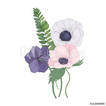Beautiful Anemone blossoming flowers and leaves isolated on white background
