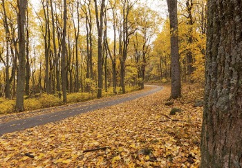 Beautiful Autumn aesthetic background, skyline | Free Photo - rawpixel