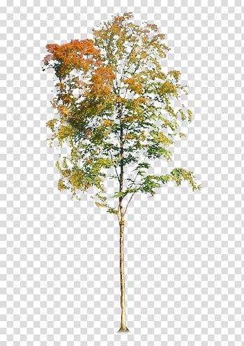 Beautiful autumn trees transparent background PNG clipart