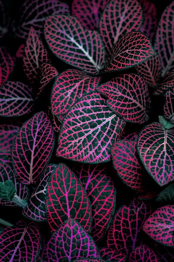 Beautiful backdrop of psychedelic colored plant leaves.
Get pro graphics for bloggers and influencers: https://creativemarket.com/NordWood