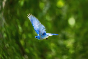 Beautiful Birds of Paradise