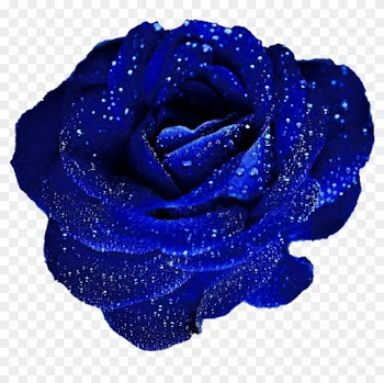 Beautiful Blue Roses Clipart - Blue Rose In Png