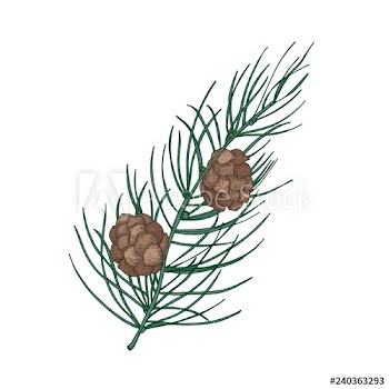 Beautiful botanical drawing of pine branch with needle-like foliage and cones