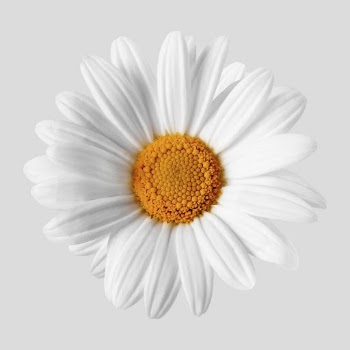 Beautiful botanical sticker, nature collage | Free PSD - rawpixel