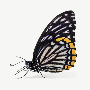 Beautiful butterfly collage element psd | Free PSD - rawpixel