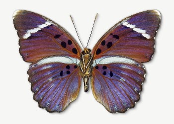 Beautiful butterfly insect collage element | Free PSD - rawpixel