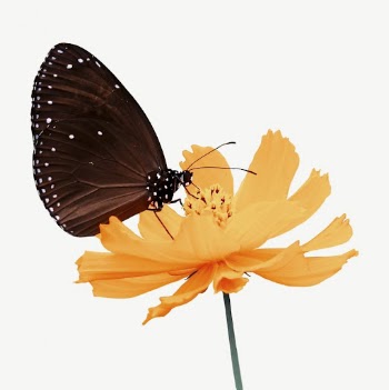 Beautiful butterfly insect collage element | Free PSD - rawpixel