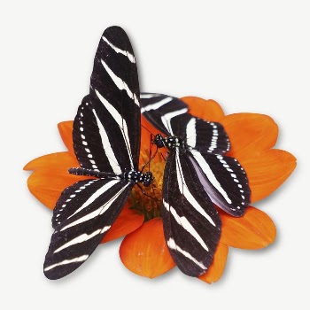 Beautiful butterfly insect collage element | Free PSD - rawpixel