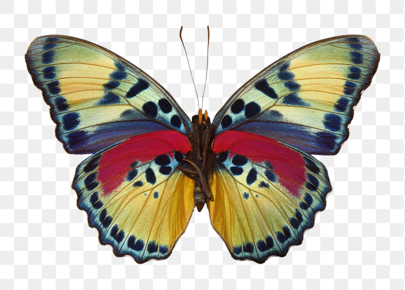 Beautiful butterfly insect png sticker, | Free PNG - rawpixel