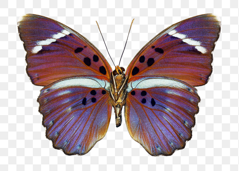 Beautiful butterfly insect png sticker, | Free PNG - rawpixel