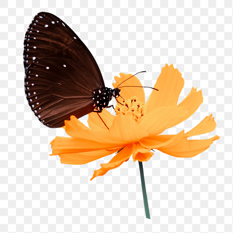 Beautiful butterfly insect png sticker, | Free PNG - rawpixel