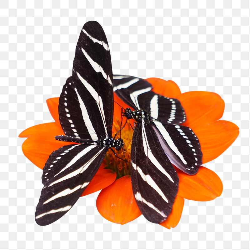 Beautiful butterfly insect png sticker, | Free PNG - rawpixel