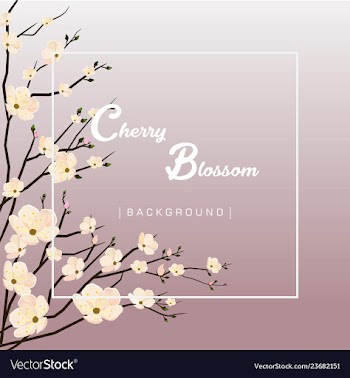 Beautiful cherry blossom background vector image