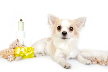 beautiful chihuahua dog with spa accessories on white background