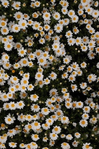 Beautiful Daisies in Top View