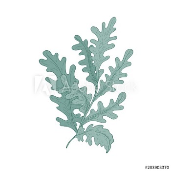 Beautiful decorative Cineraria with white leaves hand drawn on white background