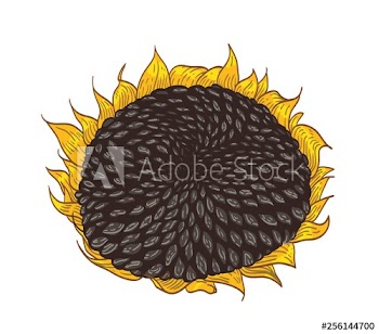 Beautiful detailed botanical drawing of sunflower part