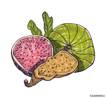 Beautiful drawing of delicious fresh and dried fig isolated on white background