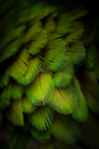Beautiful feather monster model