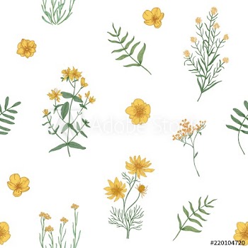 Beautiful floral pattern with wild blooming flowers and meadow flowering herbs on white background