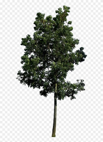 Beautiful Gd Tree Png Hq By Gd With Plants Top View - Tree Png