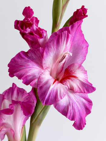 Beautiful Gladiolus Flower Head in Full Bloom