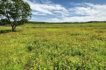 Beautiful green meadow background. Free | Free Photo - rawpixel
